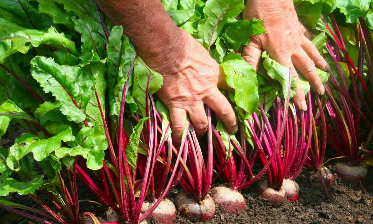 How to grow up beet table